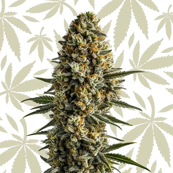 Girl Scout Cookies x Blue Head Band cannabis strain plant