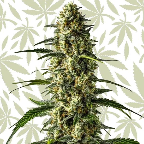 Girl Scout Cookies x Cheese cannabis strain plant
