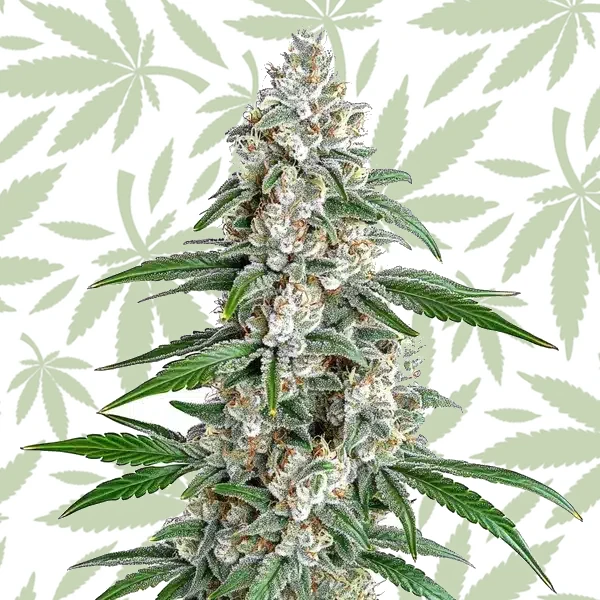 GSC x Chemdawg cannabis strain plant