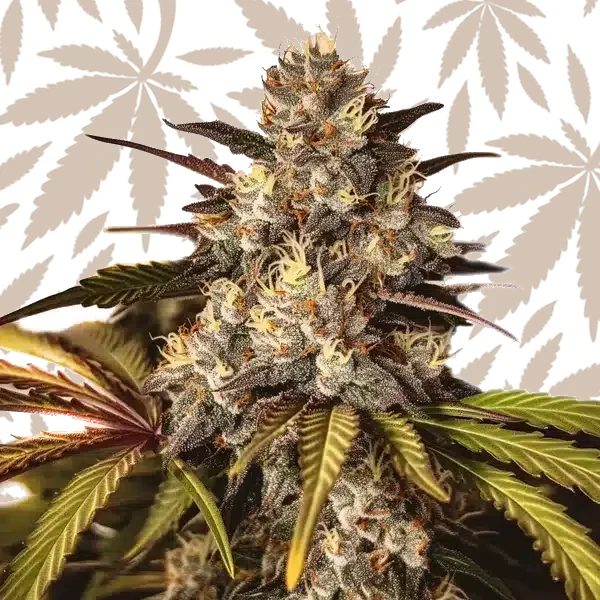 Girl Scout Cookies x Do-Si-Dos cannabis strain plant