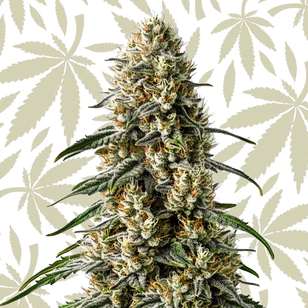 Girl Scout Cookies x Jack Herer cannabis strain plant