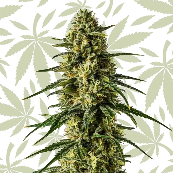 Girl Scout Cookies x Kush cannabis strain plant