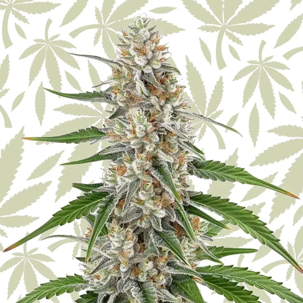 Girl Scout Cookies x OG Kush Regular cannabis strain plant