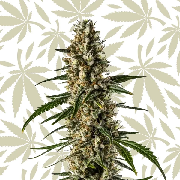 Girl Scout Cookies x Somango Auto cannabis strain plant