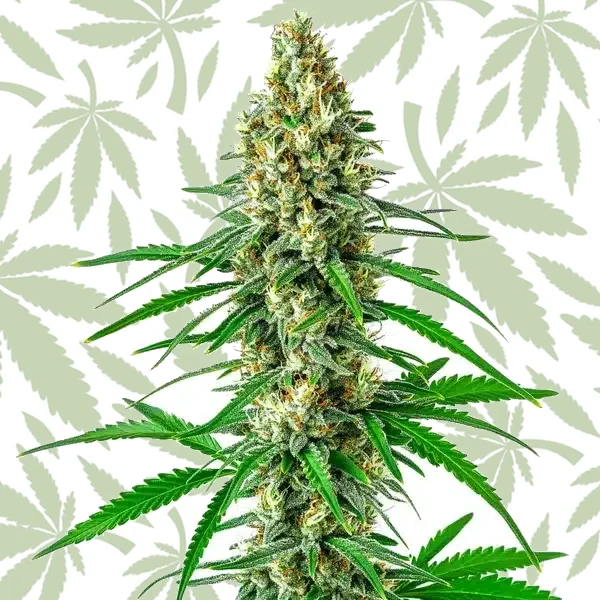 Sour Cookies cannabis strain plant