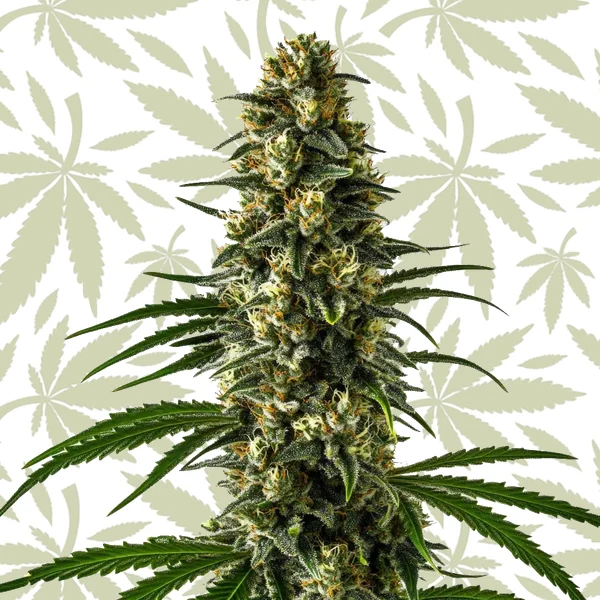 Girl Scout Cookies cannabis strain plant