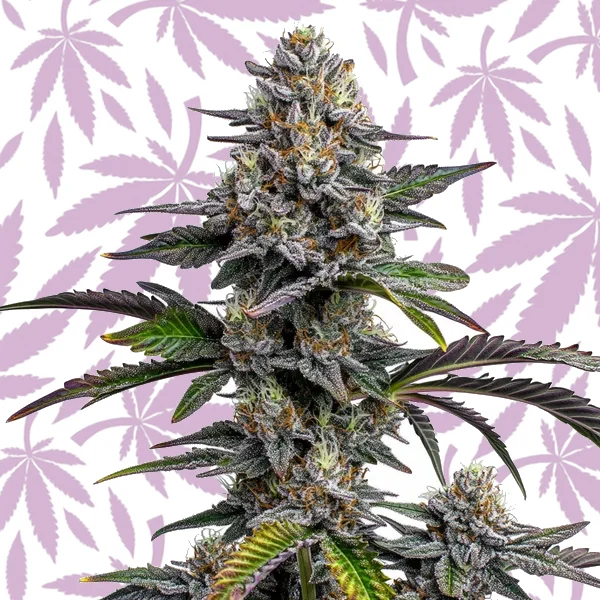 Glitter Bomb cannabis strain plant