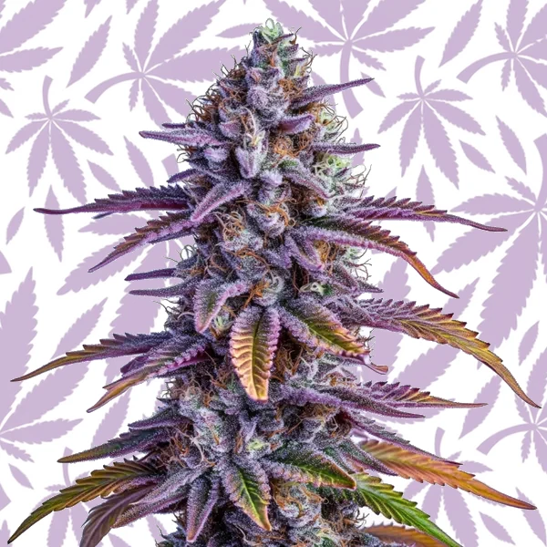 Glookies Autoflower cannabis strain plant