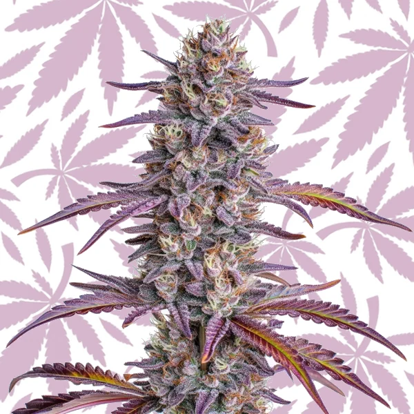 Glookies cannabis strain plant