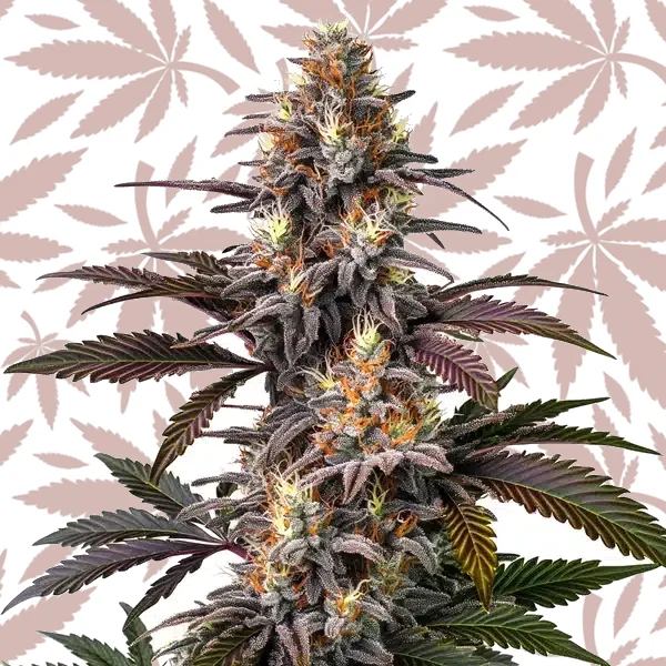 Glue Gelato Auto cannabis strain plant