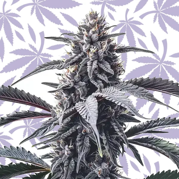 GMO Cookies cannabis strain plant