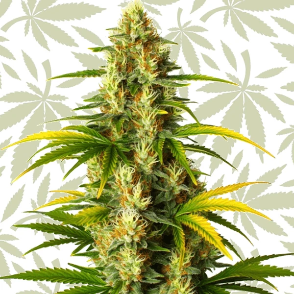GMO Fast Version cannabis strain plant
