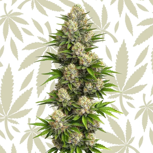God Bud Regular cannabis seed pack