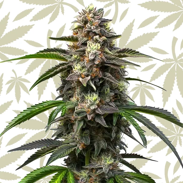 Godfather OG Auto cannabis strain plant