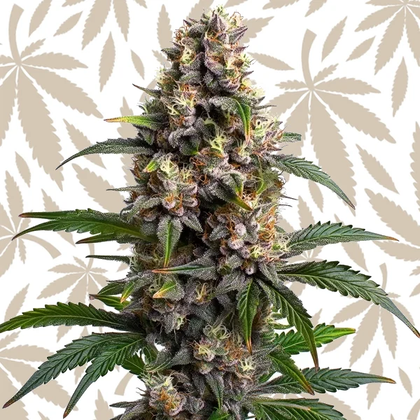 Godfather OG cannabis strain plant