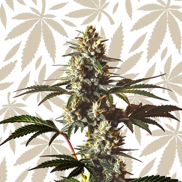 God’s Gift cannabis strain plant