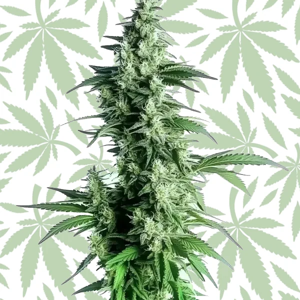 Goji OG cannabis strain plant