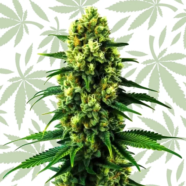 Gold Leaf Auto cannabis strain plant