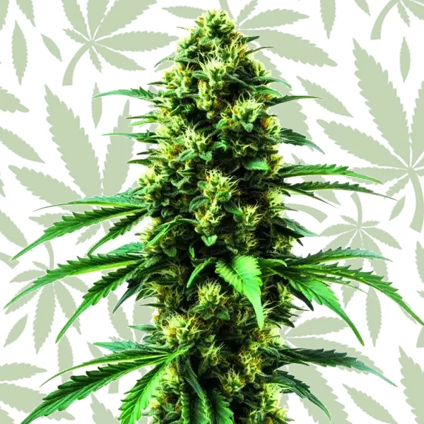Gold Leaf cannabis strain plant
