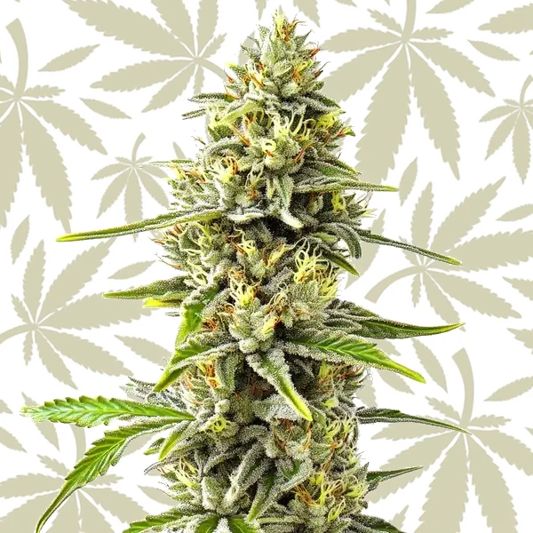 GG4 x Pellezino Regular cannabis strain plant