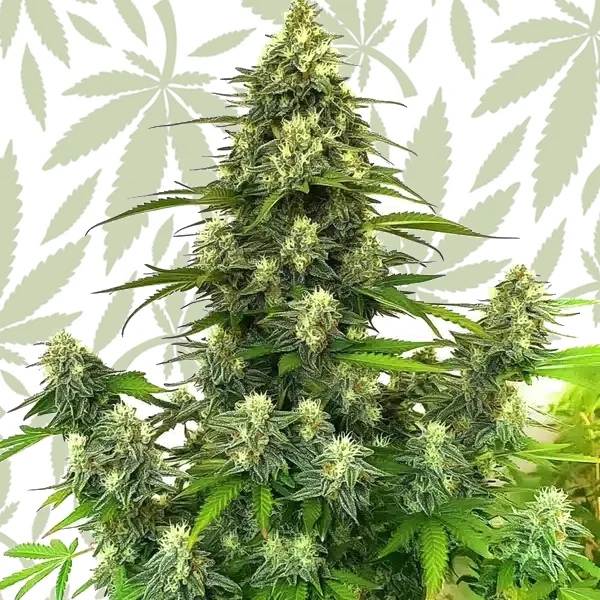 GG4 Autoflower cannabis strain plant
