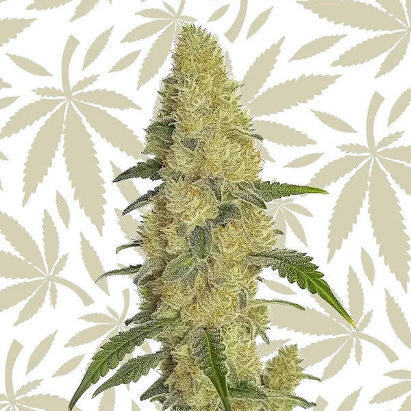 GG4 Fast Version cannabis strain plant