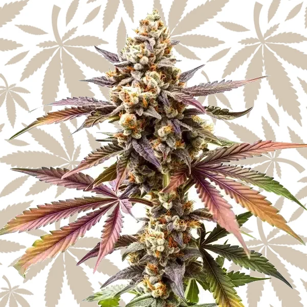 GG4 x Z OG cannabis strain plant