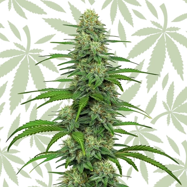 GG4 cannabis strain plant