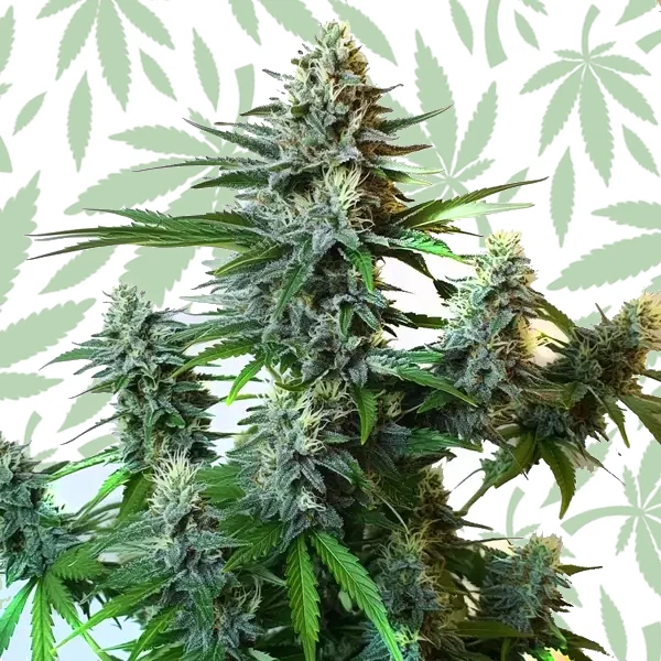 GG Autoflower F1 cannabis strain plant
