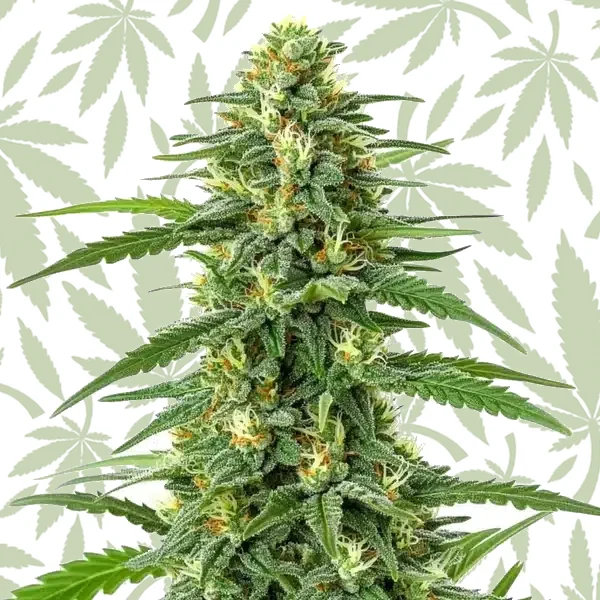 GG Lemon cannabis seed pack