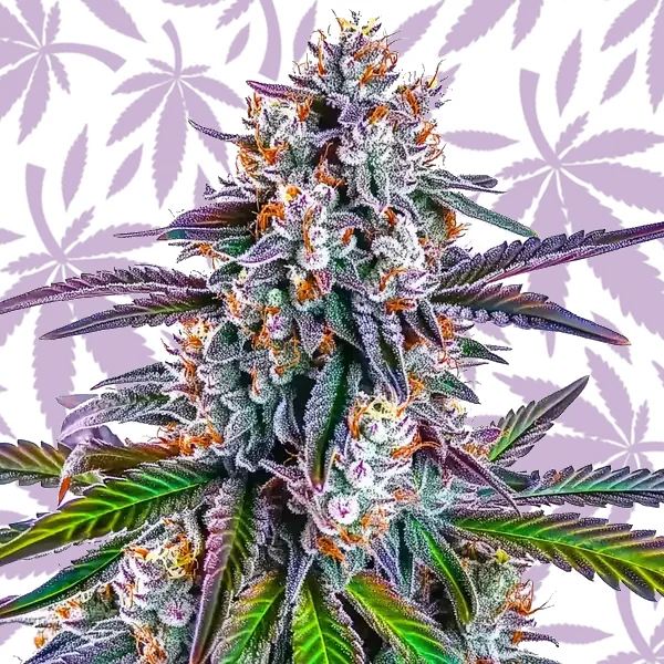 GG Purple cannabis strain plant