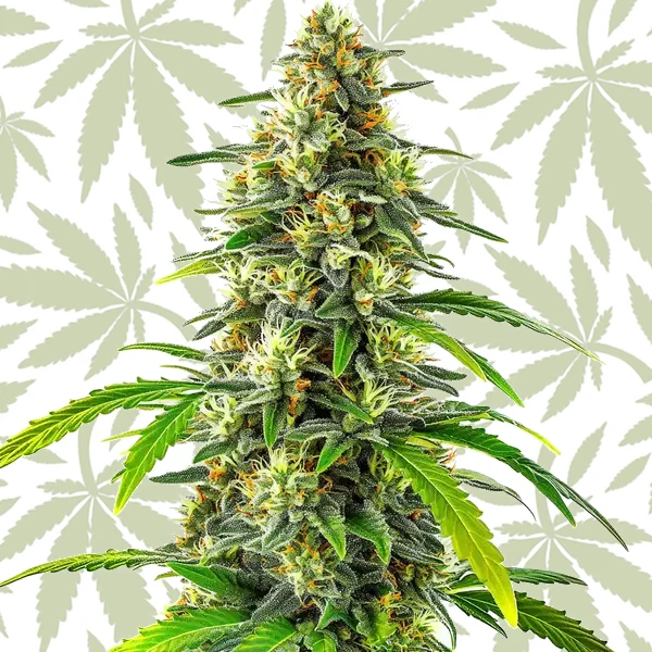 GG Regular cannabis seed pack