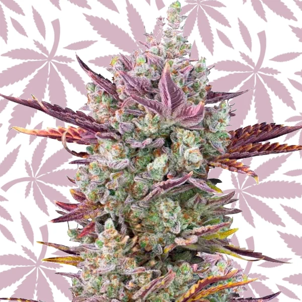 GG x Girl Scout Cookies cannabis strain plant