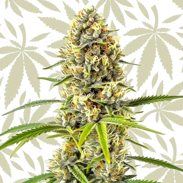 GG x Grapefruit Regular cannabis strain plant