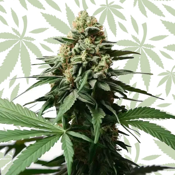 Gorilla Grapefruit cannabis strain plant