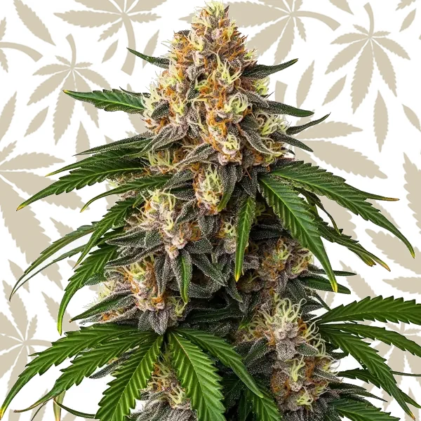 Gorilla Kush Auto cannabis strain plant