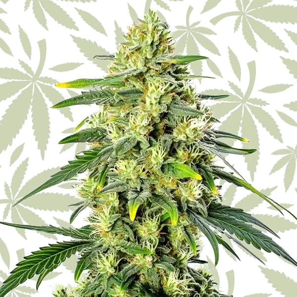 Gorilla Lemon Fire Regular cannabis strain plant