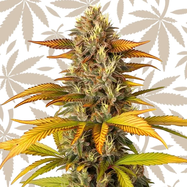 Gorilla Lemon Fire cannabis strain plant