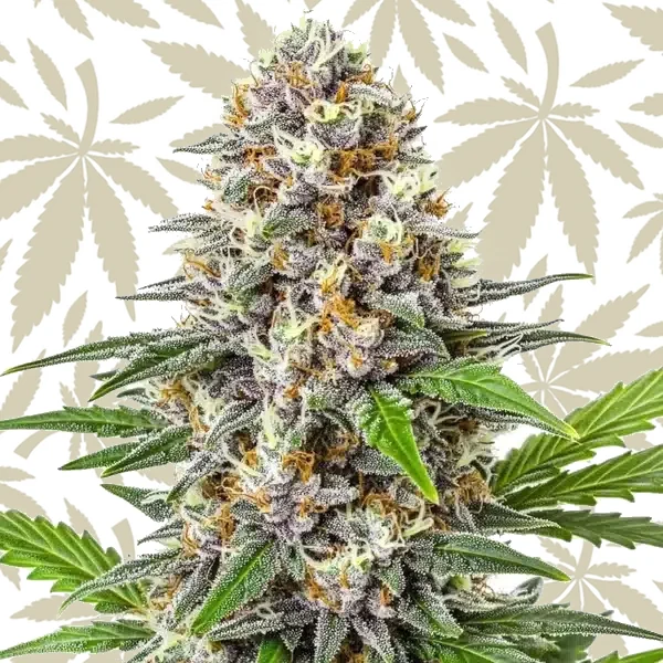 Gorilla Punch Auto cannabis strain plant