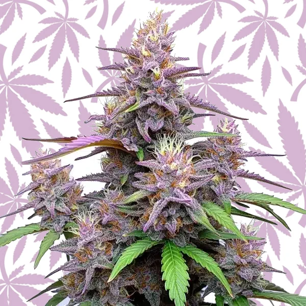 Gorilla Purple Auto cannabis strain plant