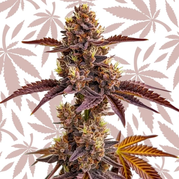 Gorilla Sherbet cannabis strain plant