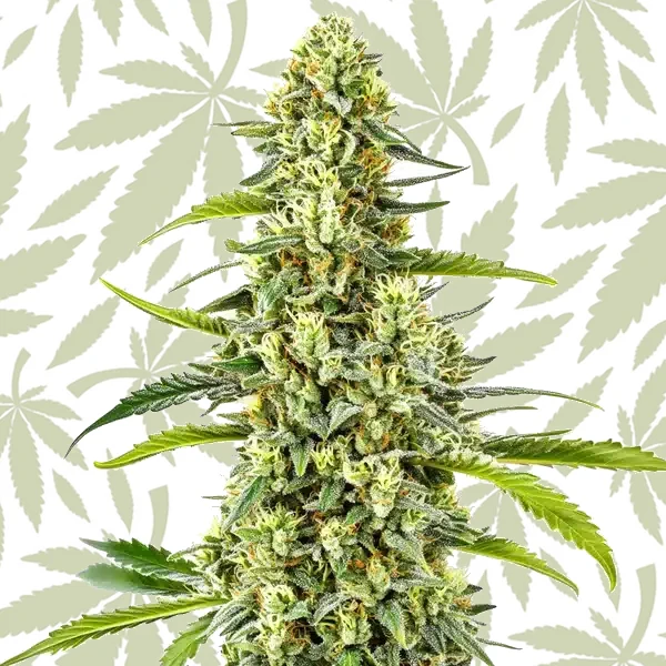 Gorilla x Tangie Regular cannabis strain plant