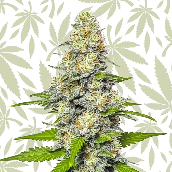 Gorilla x White Widow cannabis strain plant