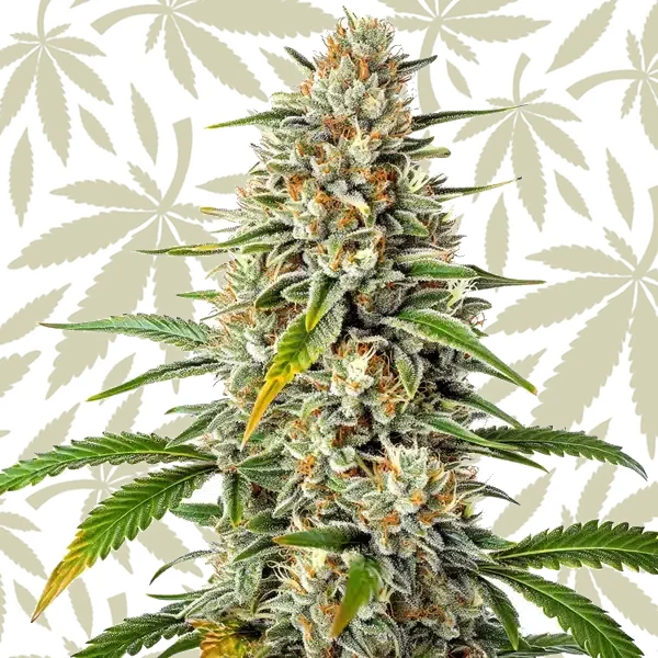 Gorilla x Z OG Regular cannabis strain plant