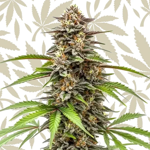Gorilla x Z OG Auto cannabis strain plant