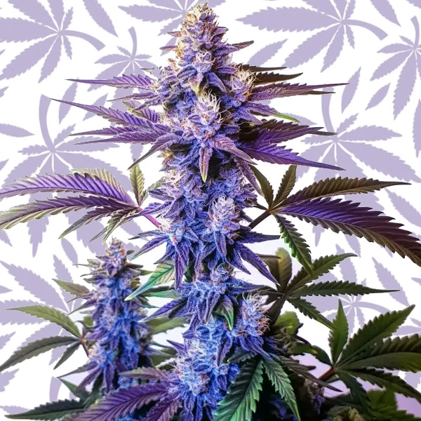Grand Daddy Purple Fast Version cannabis strain plant