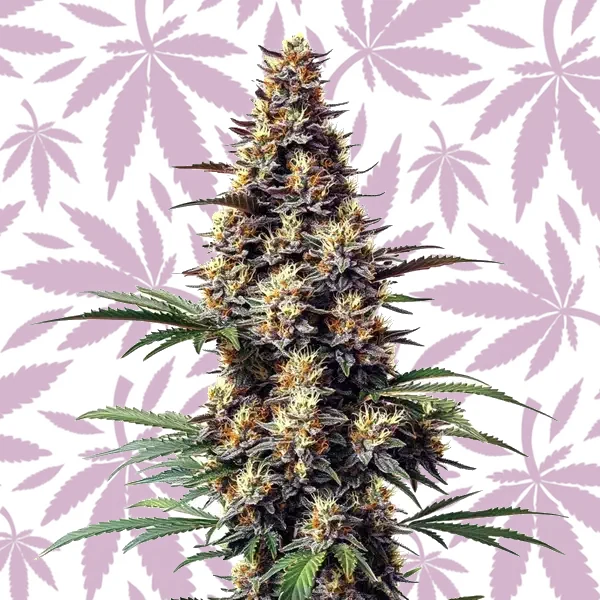 Grandaddy Black cannabis strain plant
