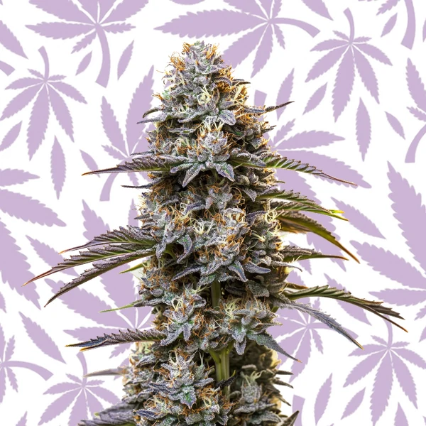 Granddaddy Purple Auto cannabis strain plant