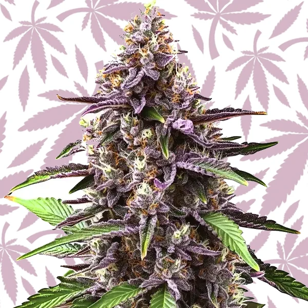 paquete de semillas de cannabis Grandaddy Purple Regular
