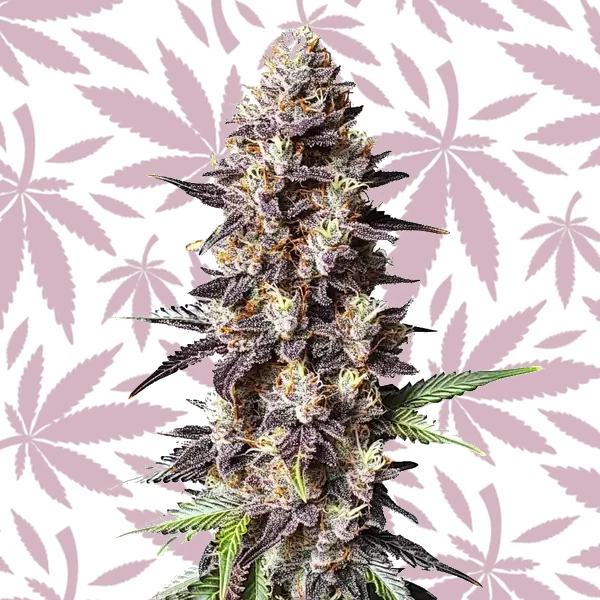 Grandaddy Purple x Bruce Banner cannabis strain plant